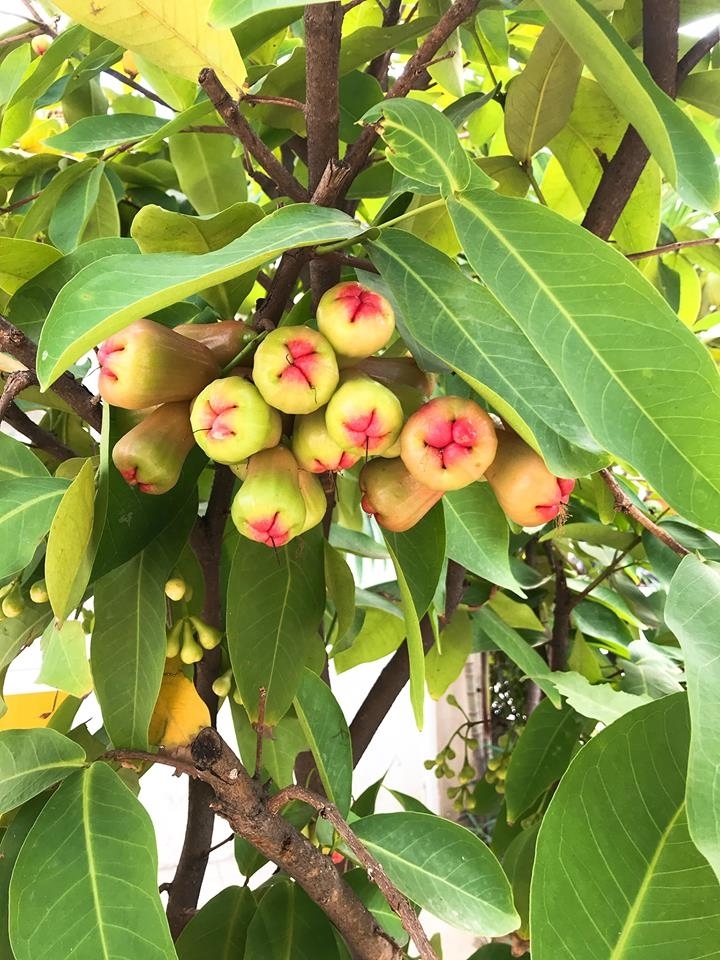 vuon cay cua be - steps special school